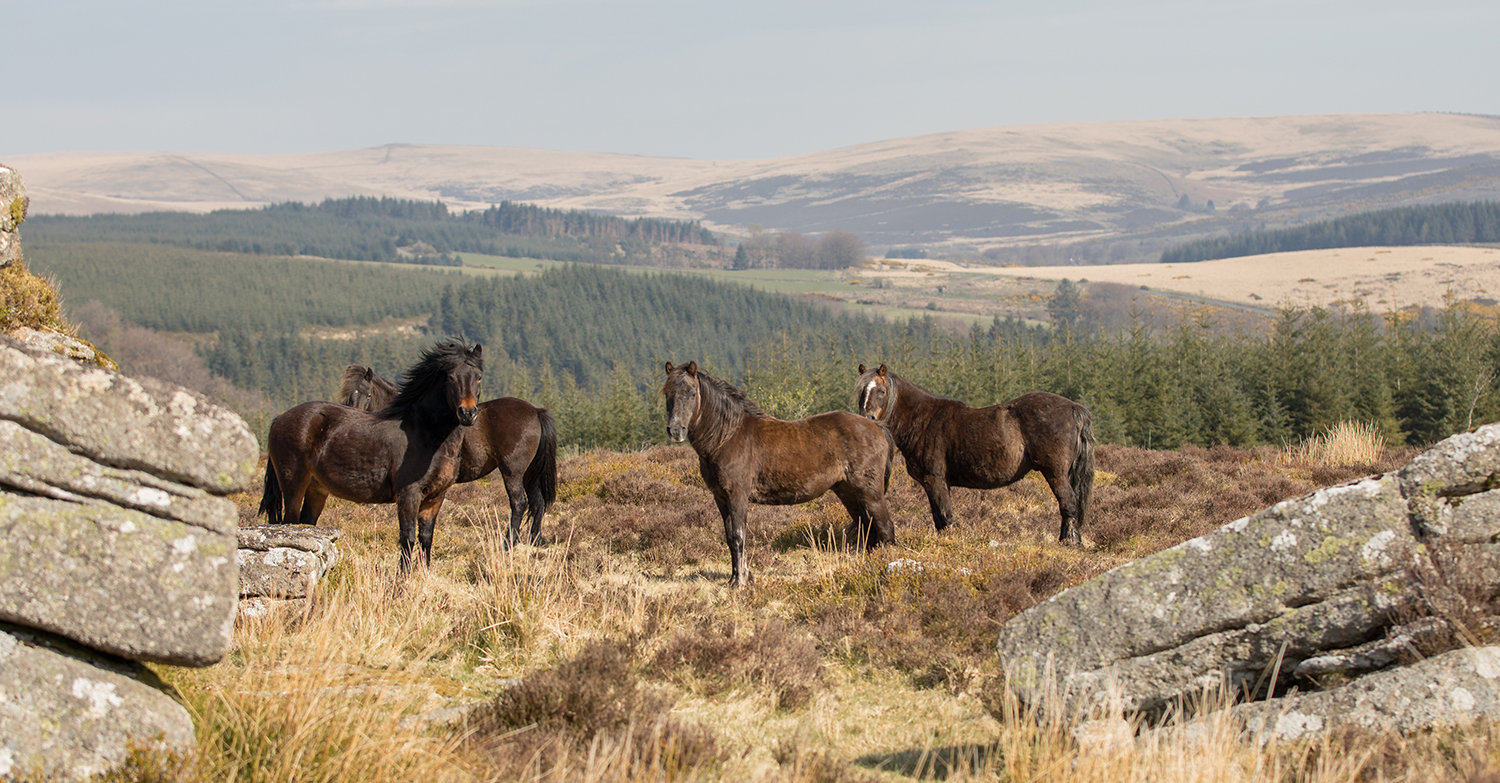 VisitDartmoor Official Tourism site for Dartmoor