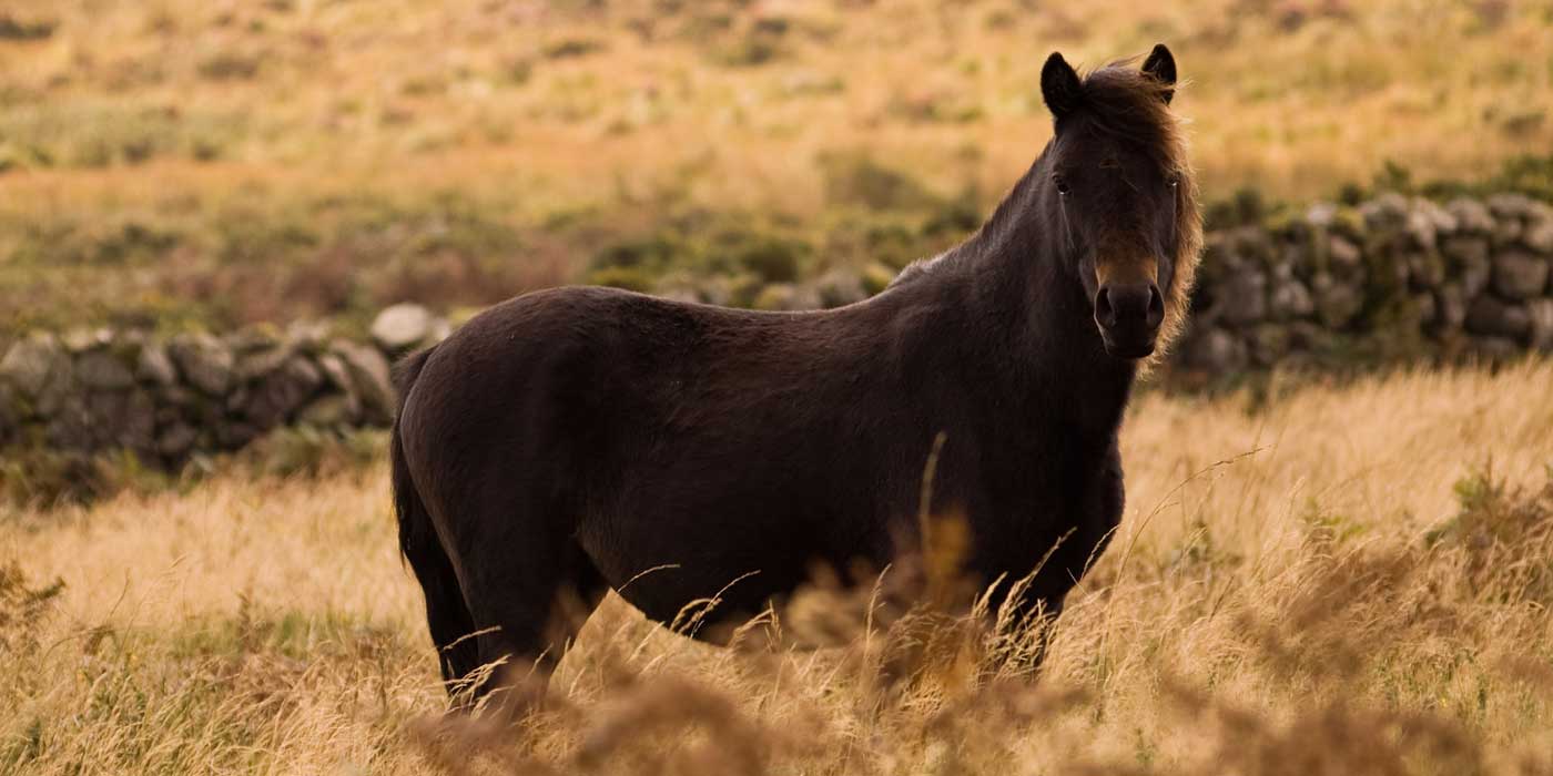 war-horse