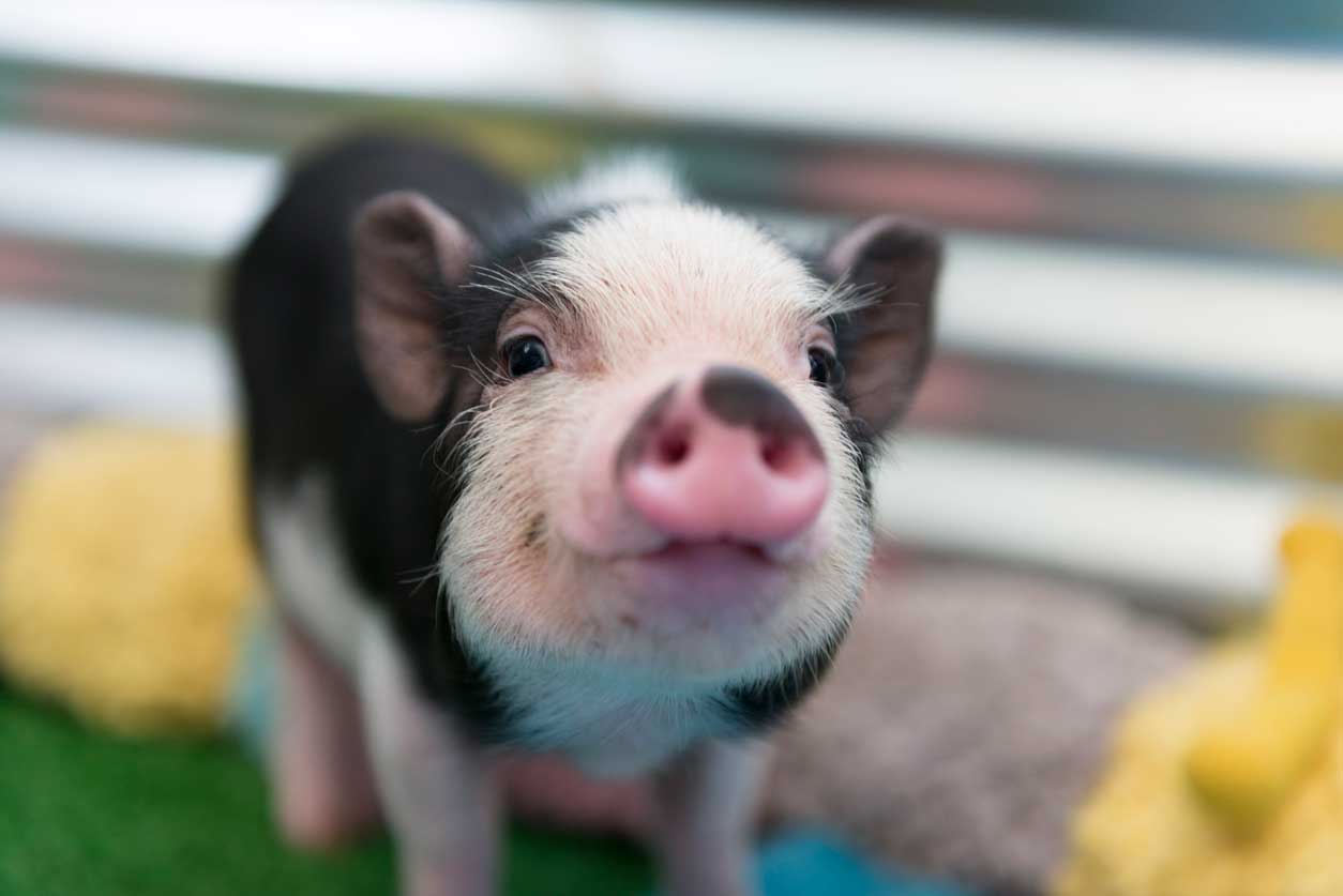pig