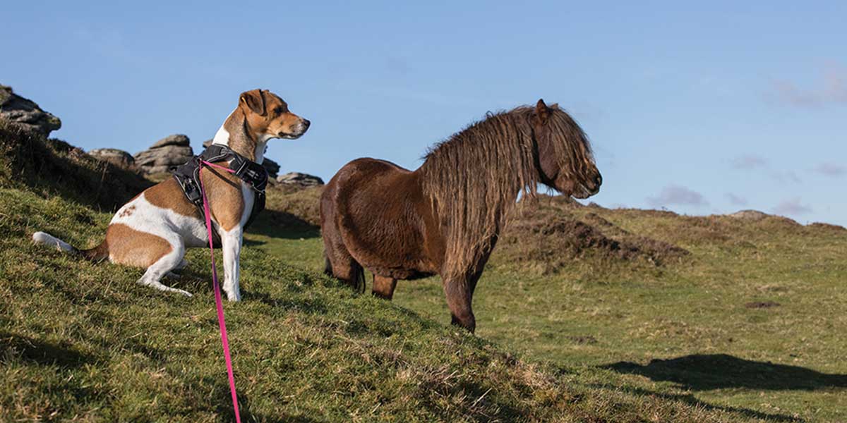 Visiting Dartmoor with your Dog - Places to Eat with your Dog on Dartmoor