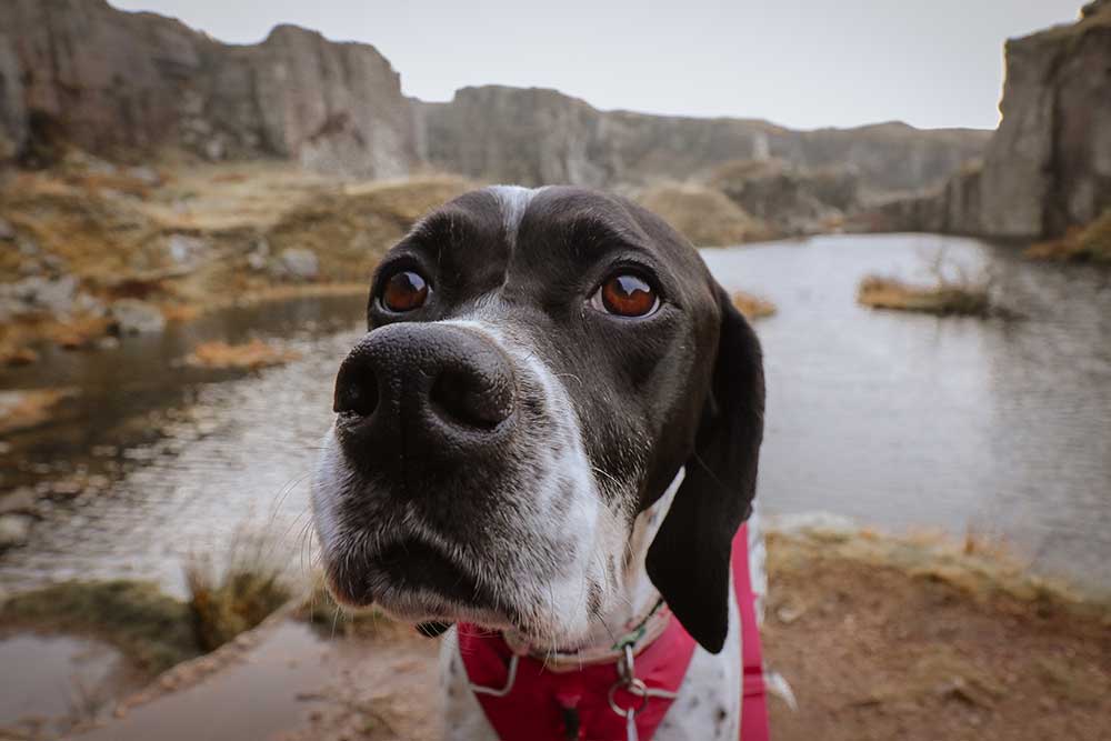 Things to do with your dog on Dartmoor - dog-friendly attractions