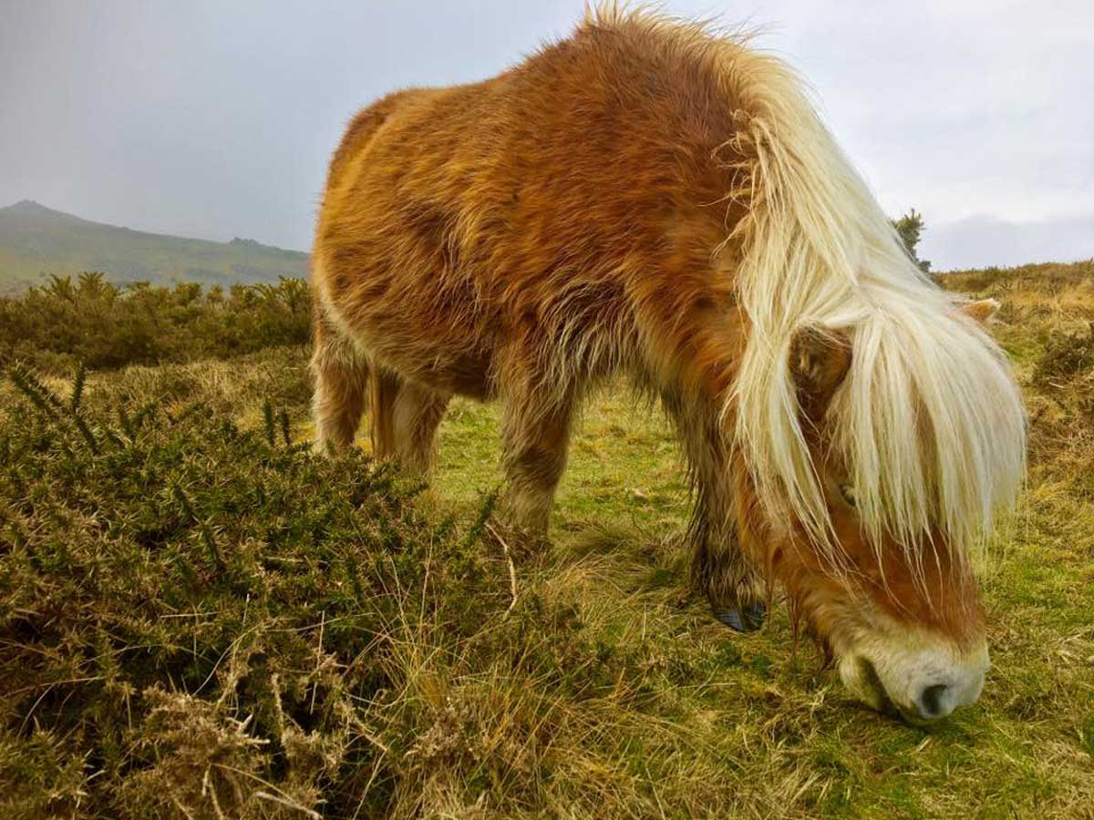 Dartmoor Ponies Discover more about the famous Dartmoor Pony