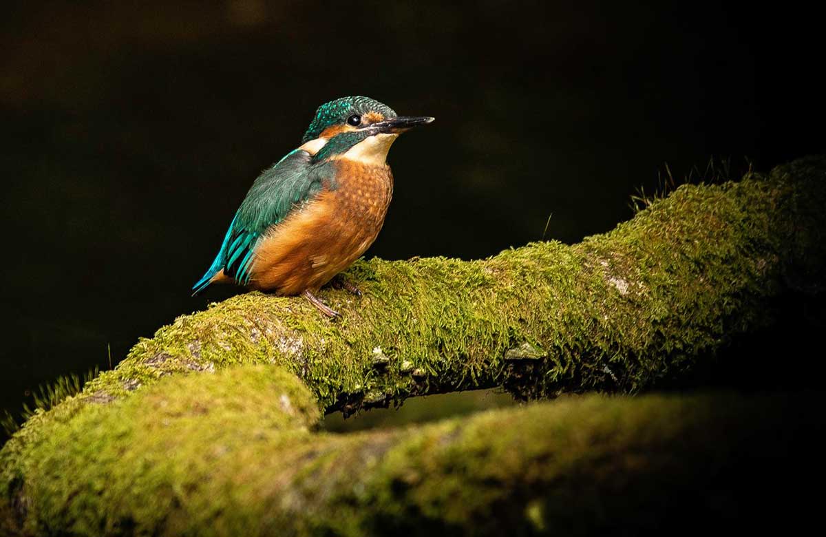 Kingfisher