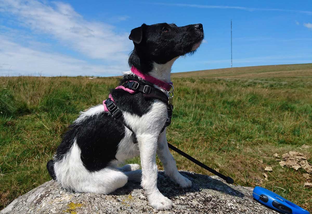 dog-on-lead