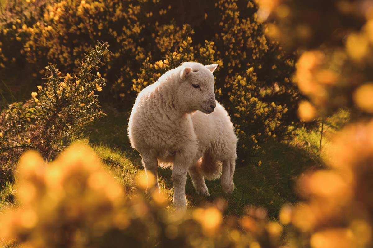 lamb-amongst-broom