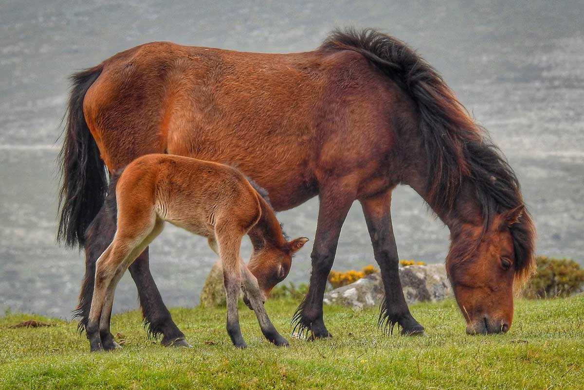 pony-and-foal