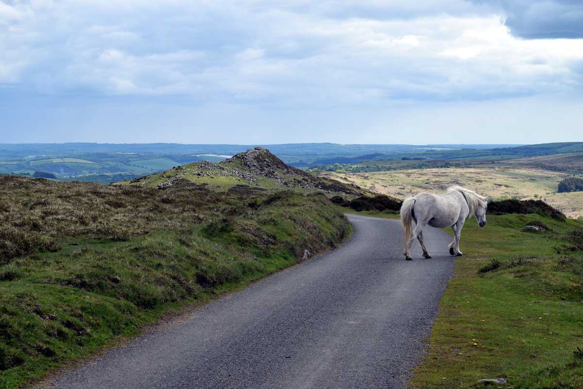 pony-on-road
