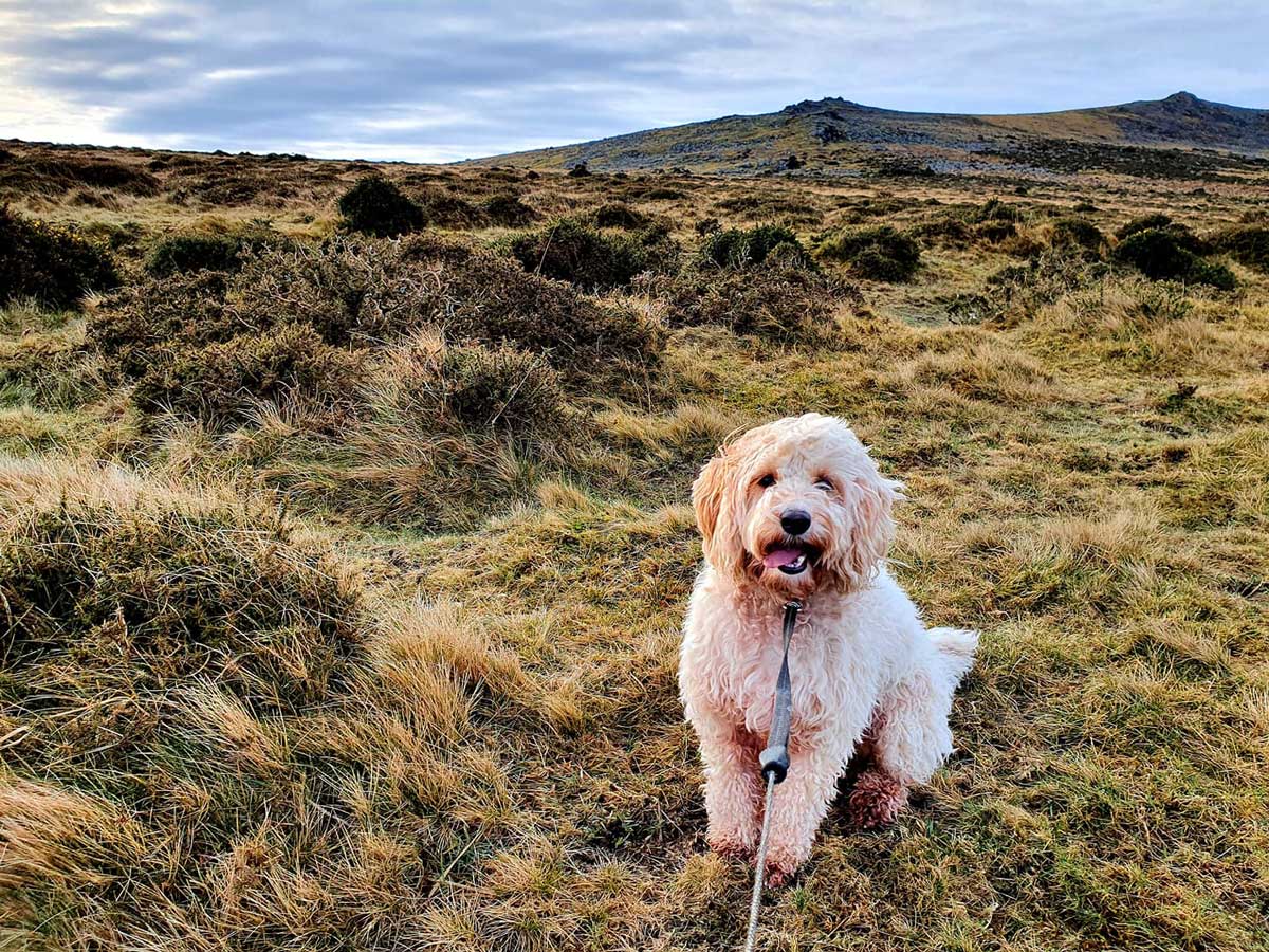 shaggy-dog-on-lead