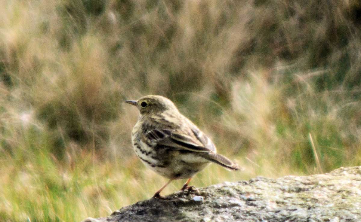 skylark
