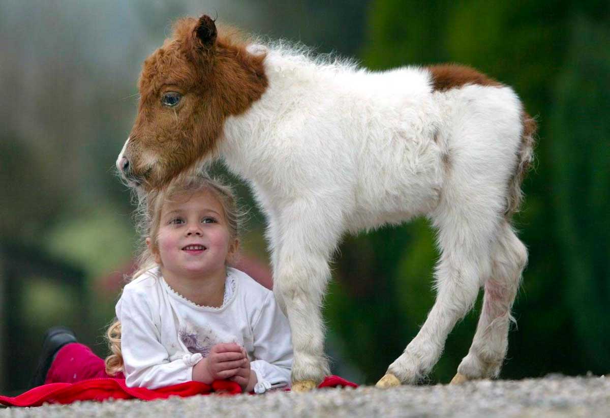 The Miniature Pony Centre - VisitDartmoor
