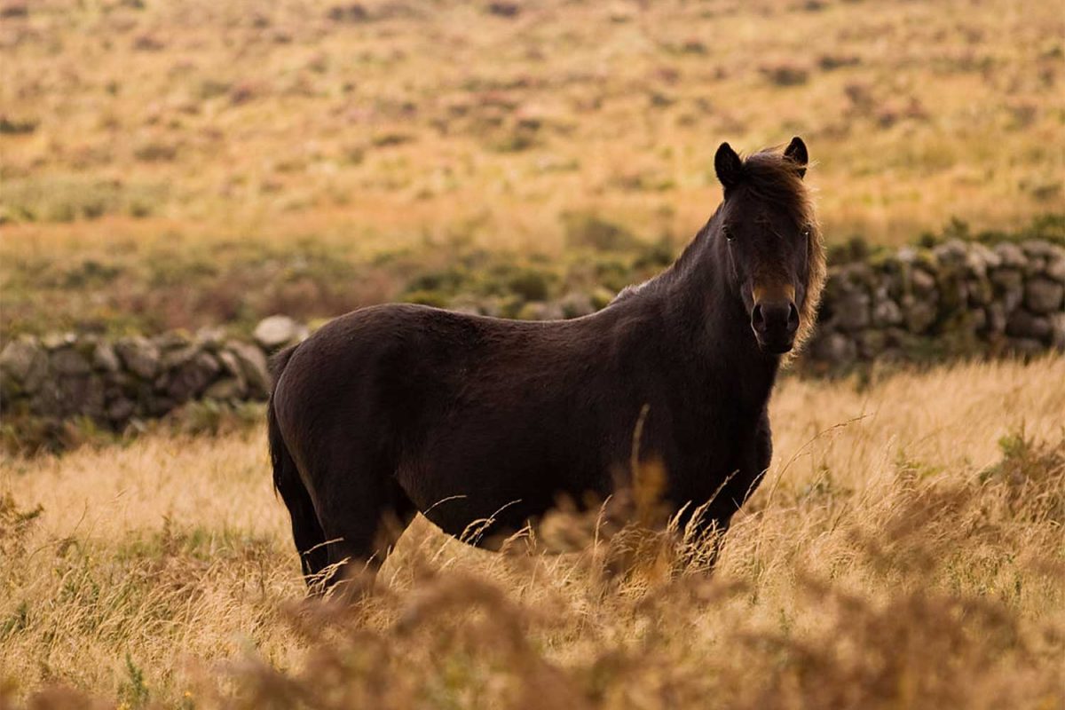 The Famous Dartmoor Ponies Information on the Dartmoor Pony